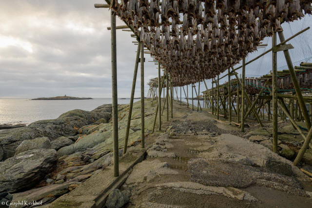 Drogende stokvis bij Reine, Lofoten